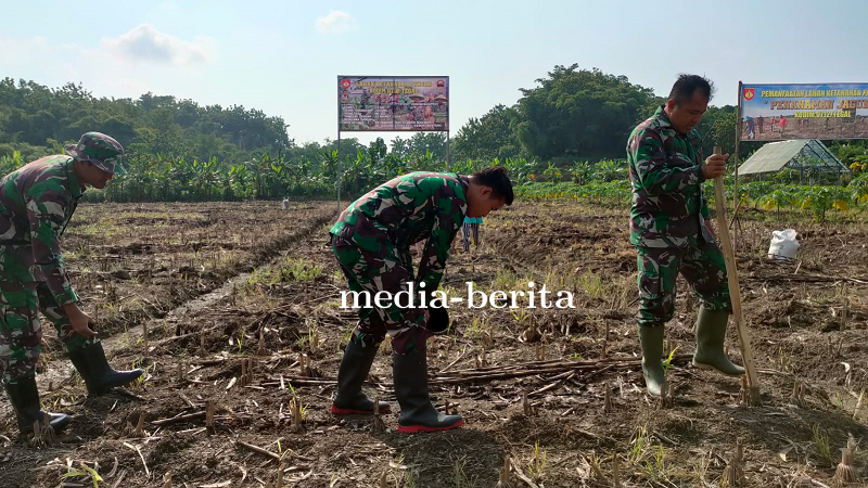 Dukung Ketahanan Pangan, Kodim 0712 Tegal Tanam Jagung 