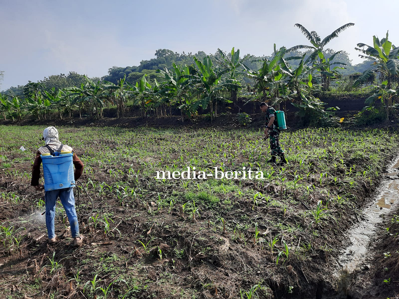Pemeliharaan dan Pemantauan Lahan Ketahanan Pangan Kodim 0712 Tegal Oleh Anggota Kodim Tegal