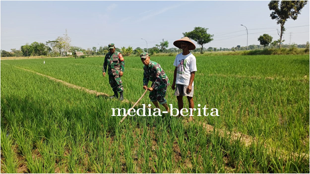 Jaga Kesuburan Padi, Babinsa Lebaksiu Bantu Bersihkan Gulma