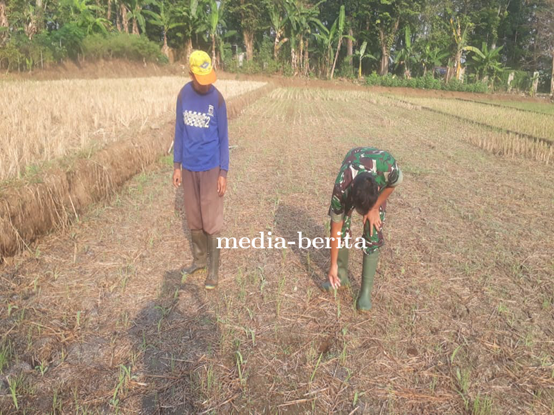 Pemantauan Tanaman Jagung Dilahan Demplot Kodim 0704 Banjarnegara