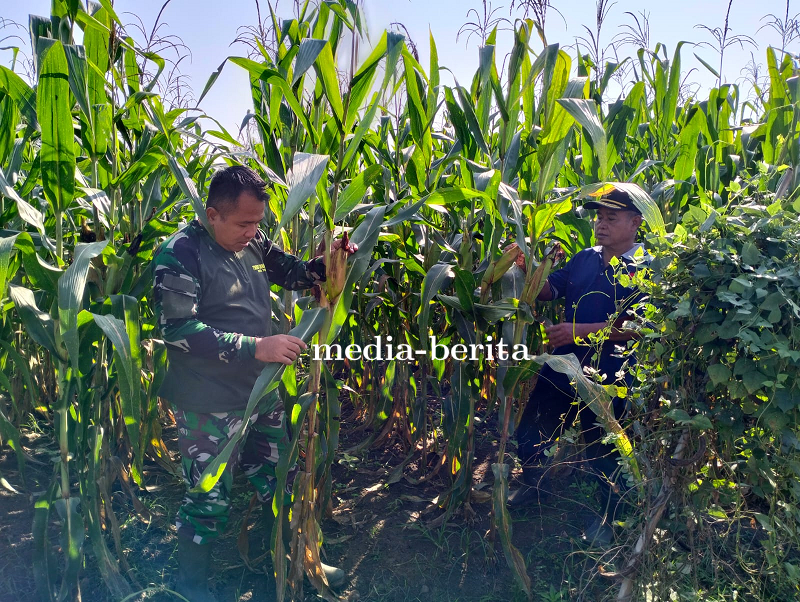 Tanaman Jagung Kodim 0712 Tegal Tumbuh Baik di Desa Karanganyar Kec Kedung Banteng