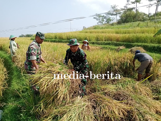 Danramil dan Babinsa Koramil Bumijawa Turun ke Sawah Dampingi Petani Panen Padi
