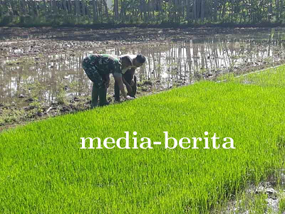 Pemantauan Bibit Padi Protani dan Protangguh oleh Serka Wahyono Wibowo Bersama Kelompok Tani Tiga Se