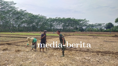 Penanaman Jagung Di Lahan Demplot Kodim 0704 Banjarnegara