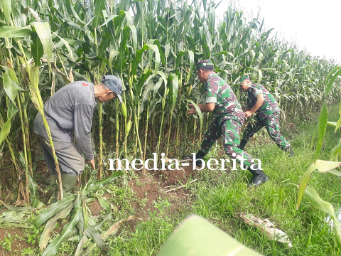 Optimalkan Produksi Jagung Pengurangan Daun di Bawah Tongkol
