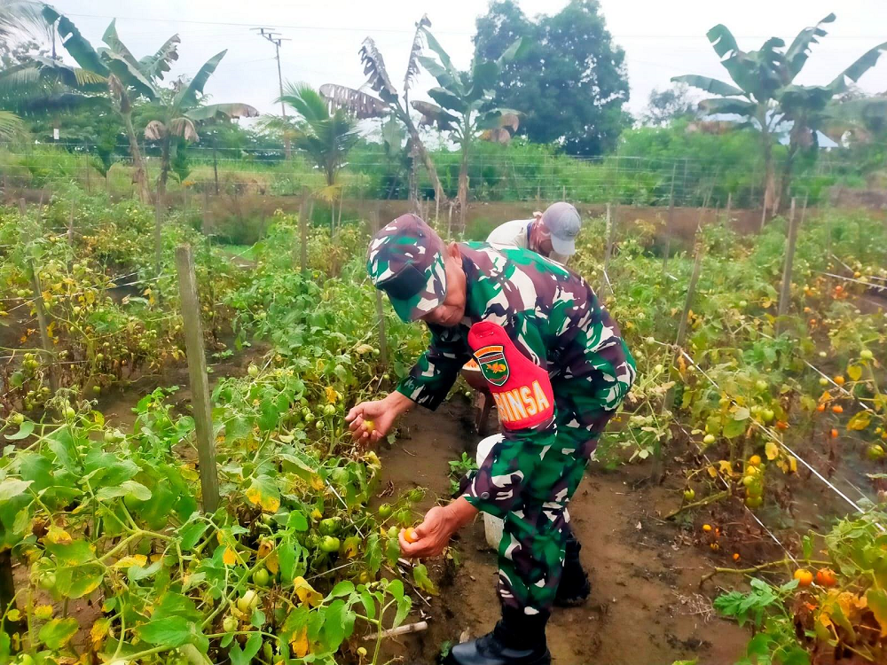 Perkuat Ketahanan Pangan, Babinsa Koramil Skanto Bantu Petani Panen Tomat