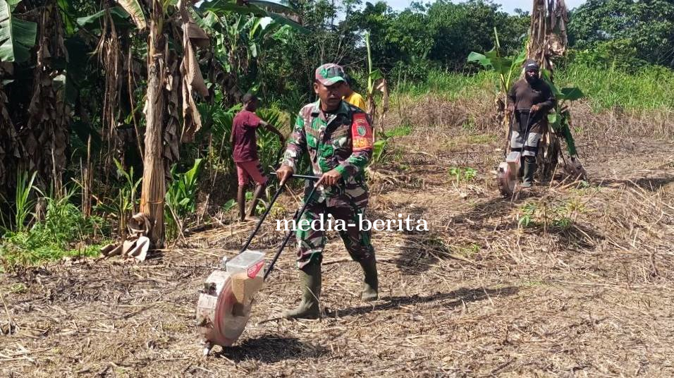 Dorong Ketahanan Pangan di Wilayah Perbatasan, Babinsa Senggi Dampingi Penanaman Padi Petani