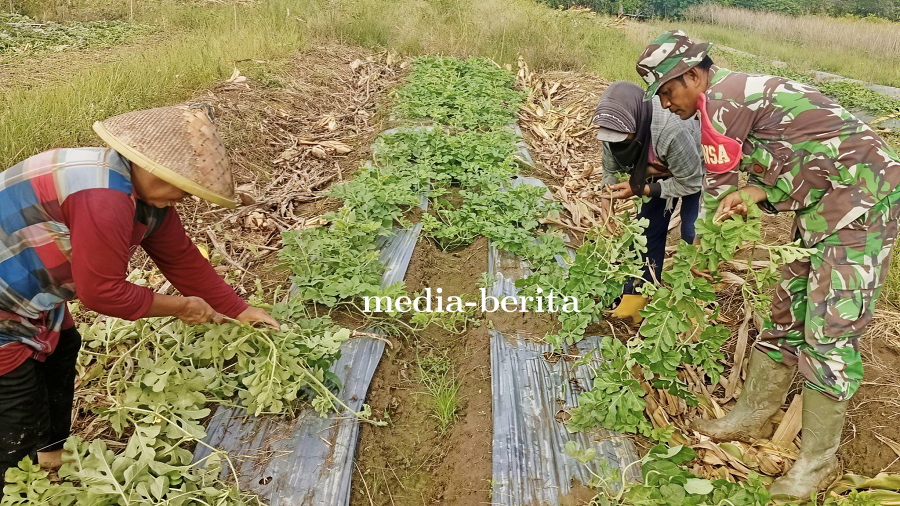 Babinsa Bantu Penataan Batang Semangka Pastikan Tanaman Tumbuh Optimal