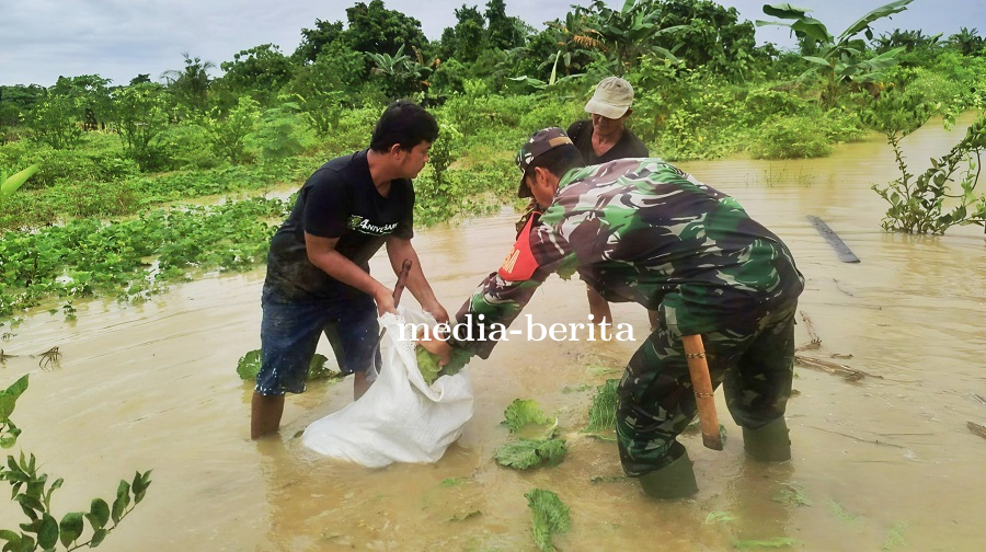 Hujan Rendam Lahan Pertanian, Babinsa Bantu Petani Selamatkan Hasil Panen