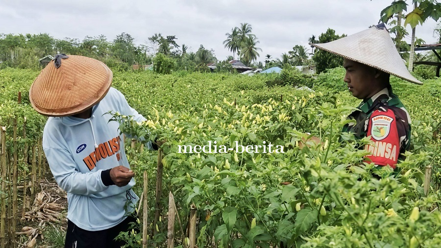 Cegah Gagal Panen, Babinsa Skanto Bantu Petani Cabai
