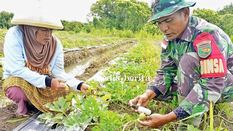 Agar Buahnya Manis, Babinsa Bantu Polinasi Semangka Milik Ibu Jumiati