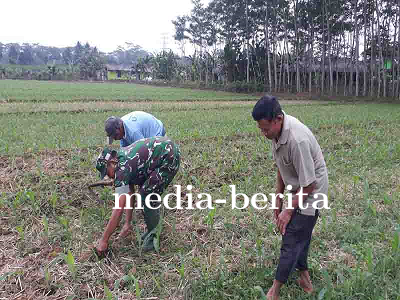 Pendampingan Petani Jagung oleh Batiwanwil Kodim 0704 Banjarnegara dalam Pembersihan Gulma untuk Pen