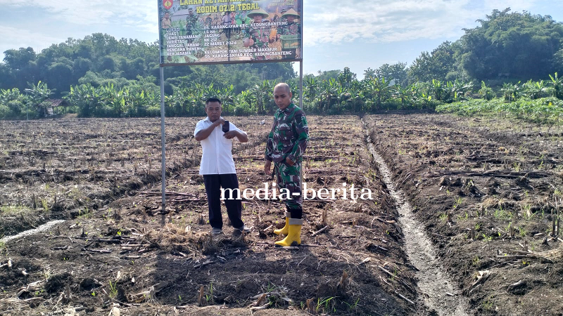 Bati Wanwil Pantau Jagung Umur 5 Hari