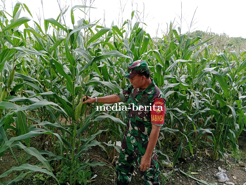 Babinsa Tegal Pantau Perkembangan Tanaman Jagung Umur 79 Hari