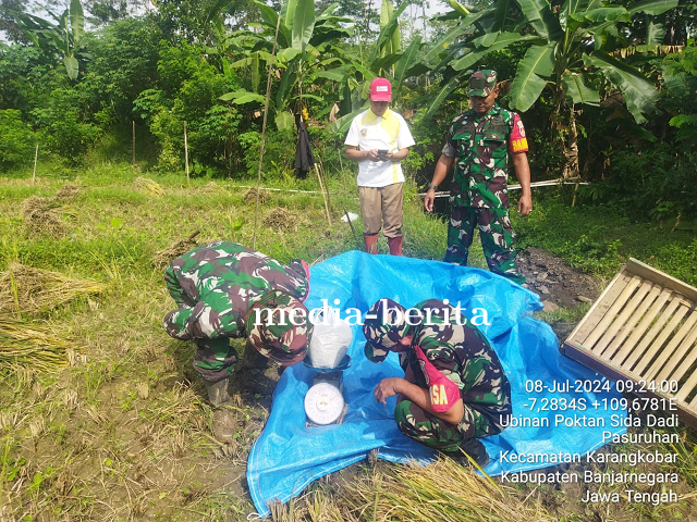 Babinsa Bersama PPL Dampingi Petani Ubinan Padi di Desa Pasuruhan