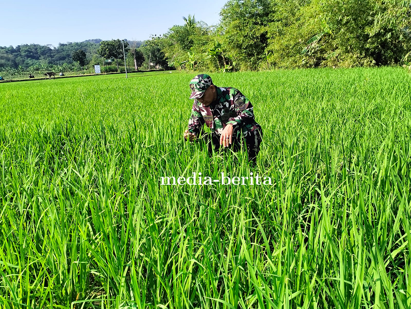 Babinsa Kodim 0712 Tegal Pantau Perkembangan Tanaman Padi Jenis NK Naga 