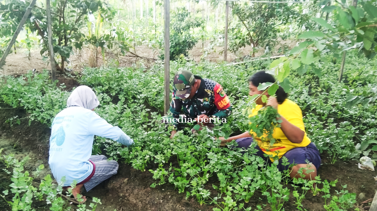 Beri Motivasi Babinsa Koramil Skanto Bantu Panen Petani Seledri