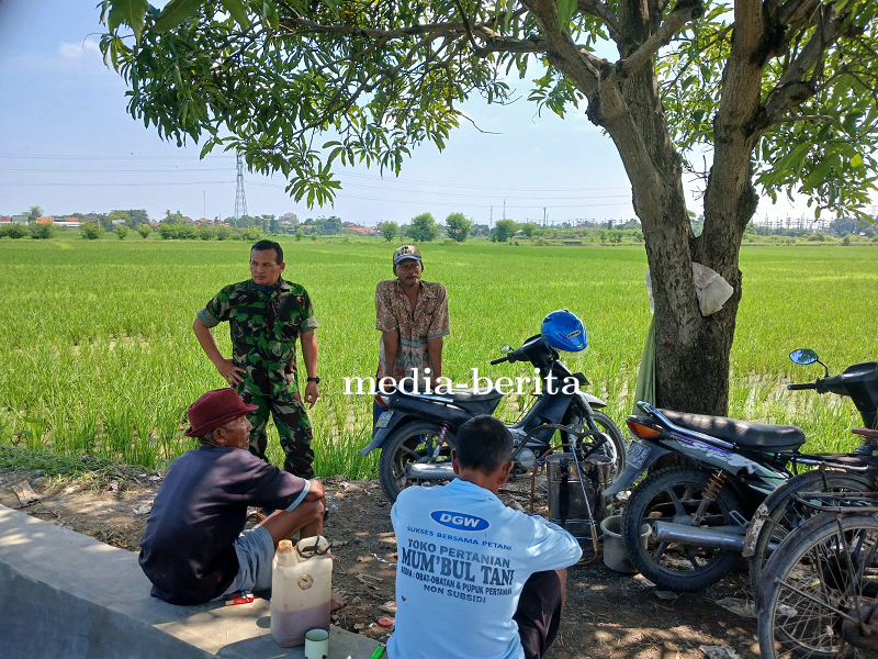 Disela Komsos, Babinsa Talang Pantau Saluran Irigasi Di Desa Binaan